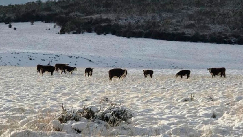 Las claves del negocio en la cabaña de Hereford más austral del mundo