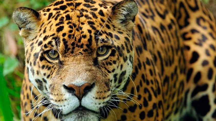Aparecieron huellas de yaguareté en la reserva provincial de Salta