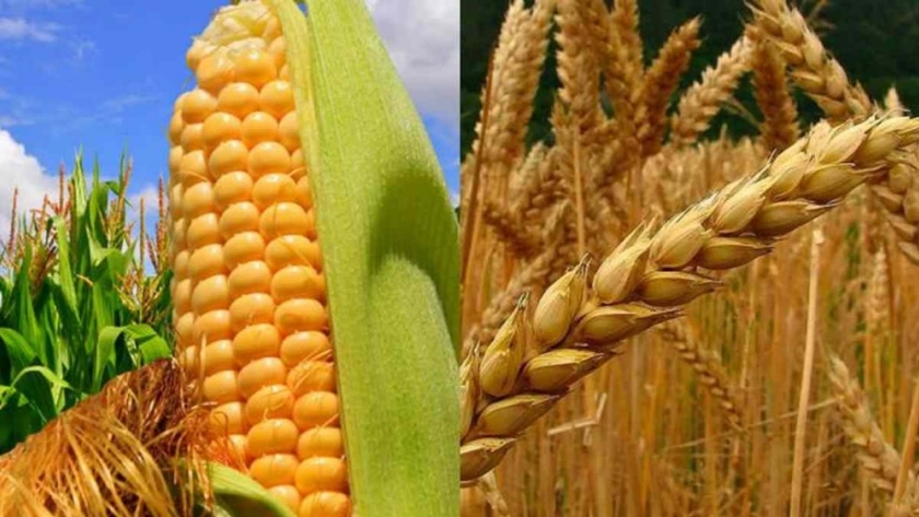 Cada uno a su ritmo, avanzan la cosecha de maíz y la siembra de trigo