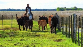 El campo como 