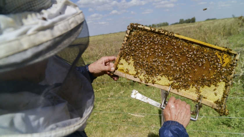 Encuentros regionales con productores apícolas en Buenos Aires y Patagonia