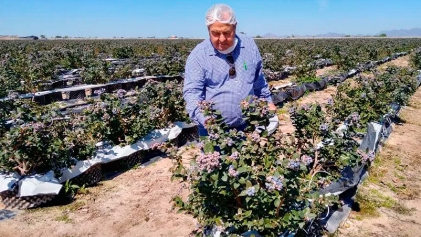 Logran producir arándanos en macetas en México