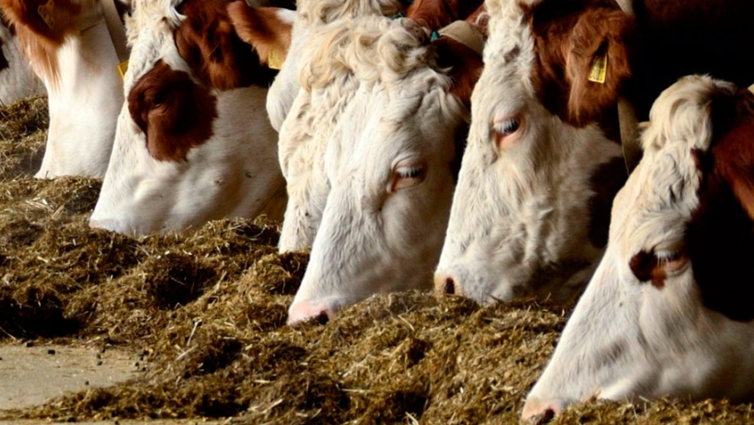 Cómo prevenir el impacto del calor en el feedlot