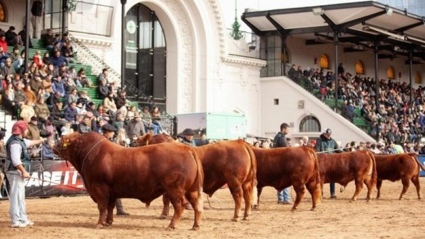 Limangus en Expo Rural: juras, charlas técnicas y remates