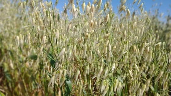 <El INTA registró nuevas variedades de semillas de avena y centeno