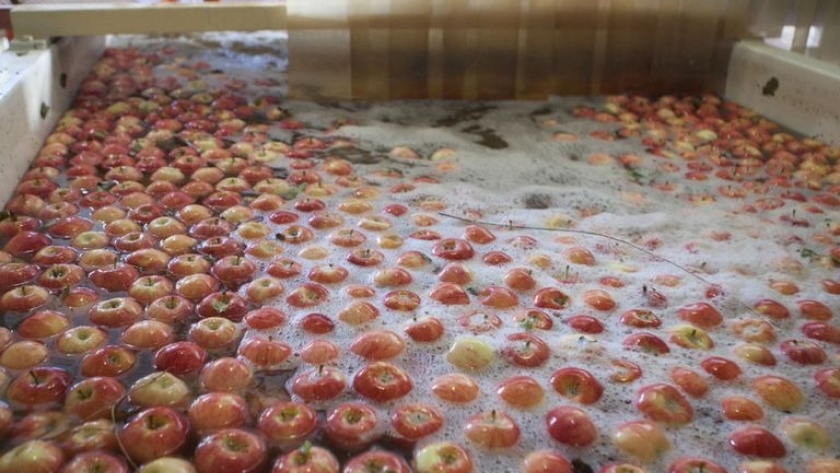 Acción del orujo de manzana en sistemas de producción bovinos
