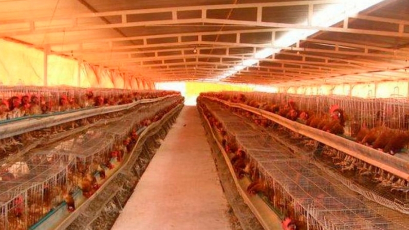 Granja Tres Arroyos produce en Sáenz Peña 300.000 huevos fértiles por semana