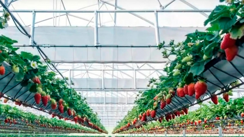 Invierten US$ 3 millones para producir frutillas por hidroponia en Buenos Aires y se puede entrar