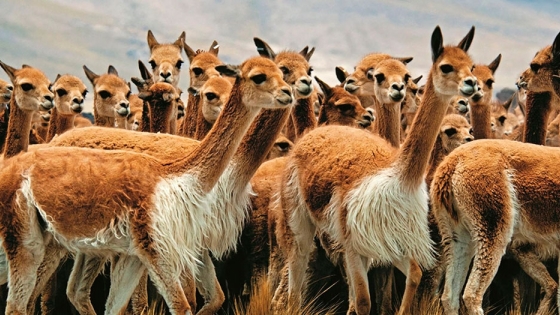 <Impulsan un plan de conservación y uso sustentable de las vicuñas