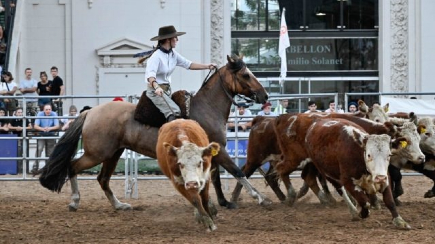 El Caballo Criollo refuerza su protagonismo en Palermo con competencias, genética y una agenda que refleja el crecimiento de la raza