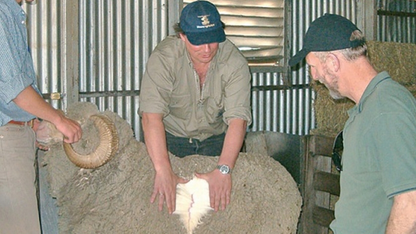 La Producción de lanas Merino superfinas en el Uruguay