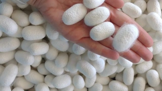 Avances para impulsar la producción de seda argentina