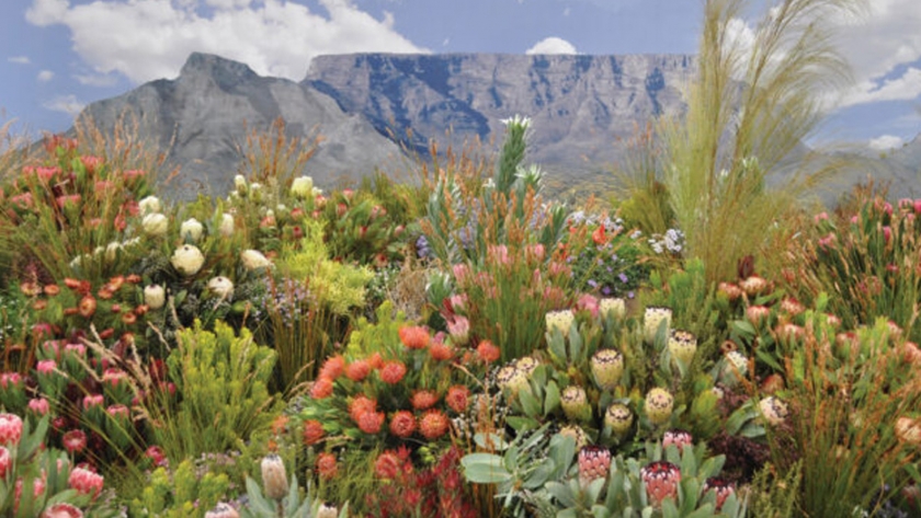 Casi la mitad de las especies de Protea de Sudáfrica al borde de la extinción
