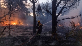 Incendios en la Patagonia: el impacto de los pinos exóticos y la urgencia de preservar el bosque nativo