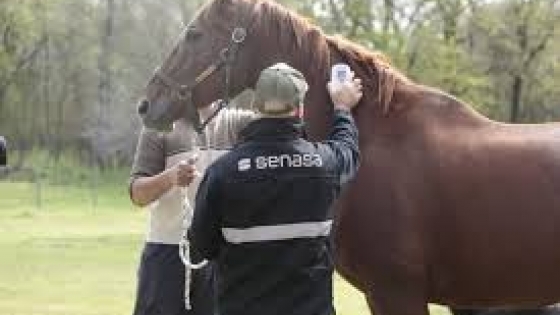 Argentina impulsa la exportación de caballos deportivos con envíos a Estados Unidos, Europa y Sudamérica