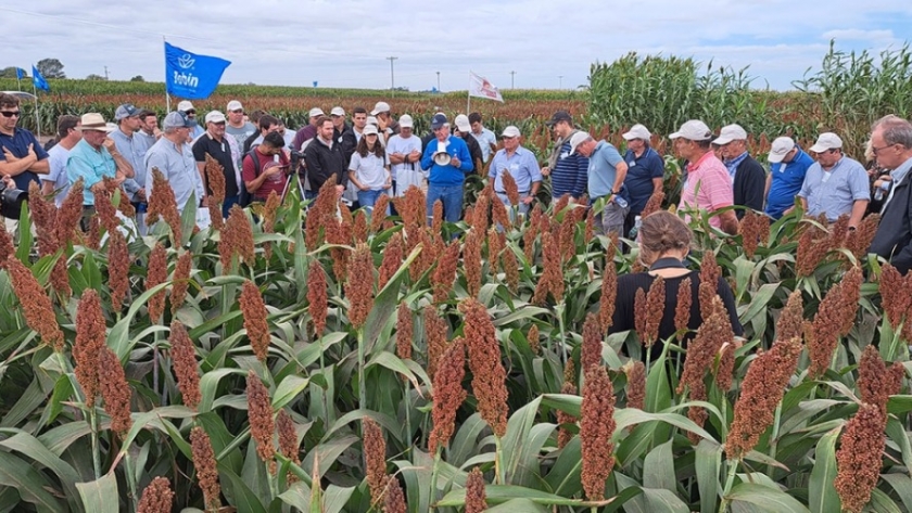 RAGT Semillas presentará soluciones para sorgo, trigo y arvejas en el Congreso de Aapresid 2023