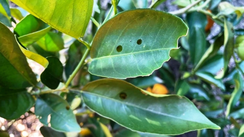 Estrategias de monitoreo y manejo de Mosca de los frutos en el macizo frutícola del NEA