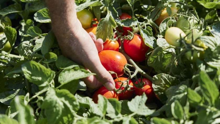 Propuestas nutricionales para cultivos frutihortícolas