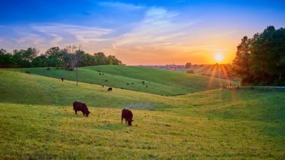 The Growing Demand for Local and Organic Meat: The Role of the Good Meat Project in Education and Transparency