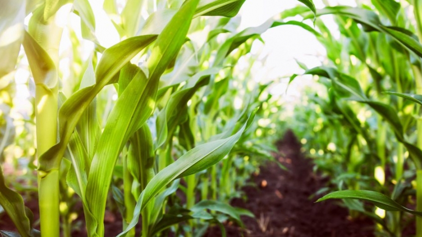 La superficie de siembra de maíz de Sudáfrica aumenta un 7% por los precios más altos y el buen tiempo