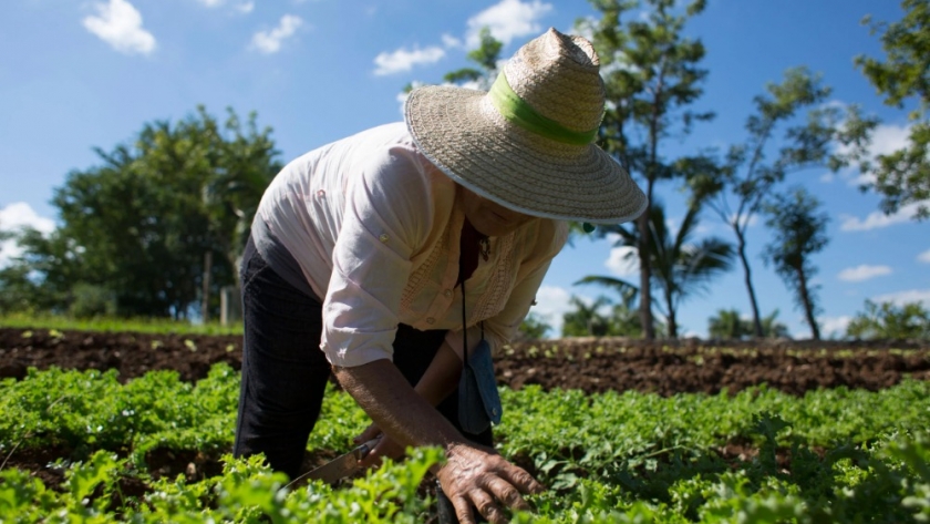 Paradigmas de la agricultura sustentable: lo convencional, lo alternativo y la ciencia