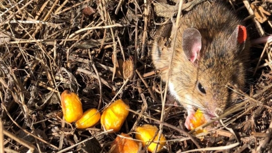 <Alertan en la zona agrícola del norte bonaerense por un brote de Fiebre Hemorrágica Argentina