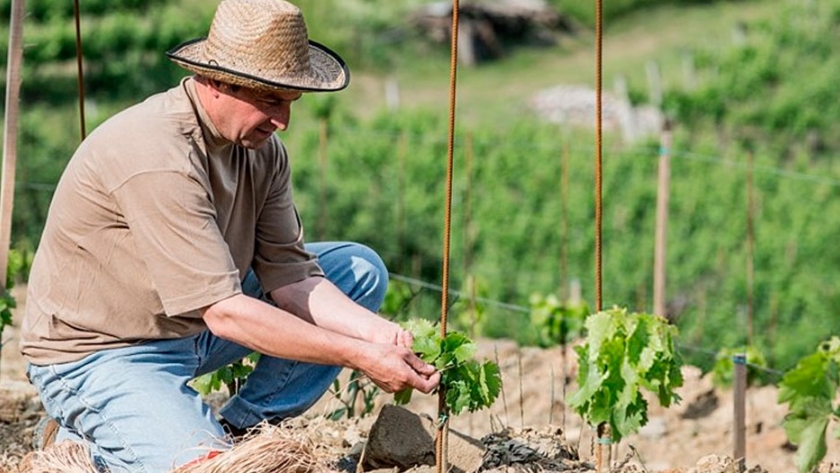 7 prácticas fundamentales de la viticultura ecológica