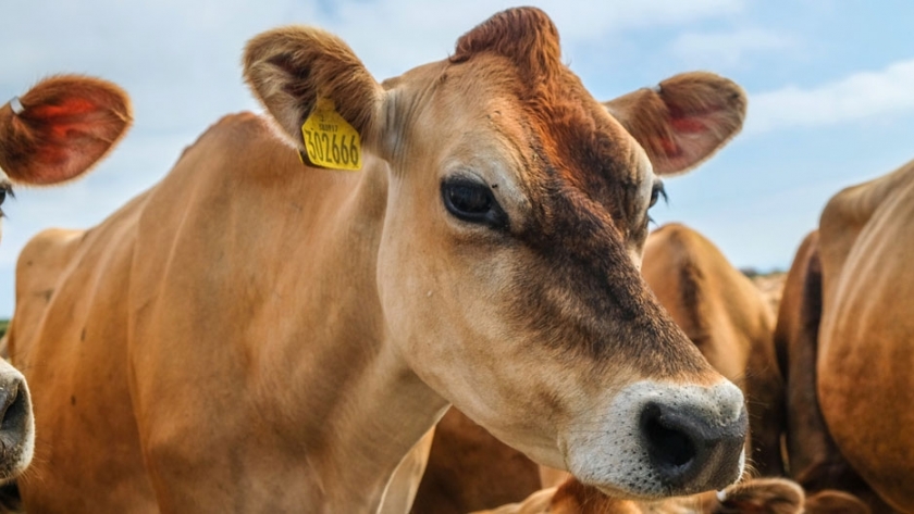 Una empresa de ganadería británica ha tenido la idea del siglo: Tudder, el Tinder de las vacas
