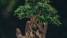 Día mundial del árbol: 7 beneficios clave de los árboles urbanos para ciudades sostenibles
