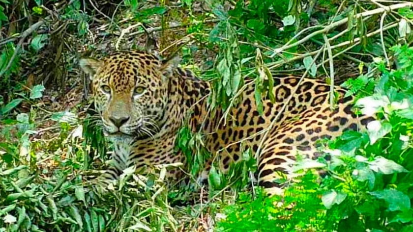 Biodiversidad en el Parque Nacional Iguazú