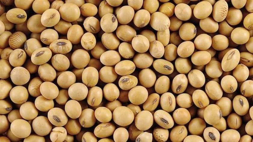 Molinos agro renueva su compromiso sustentable para la exportación de soja y una amplia variedad de productos derivados