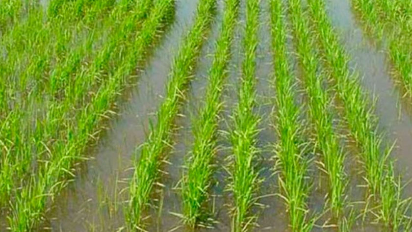 Sistemas integrados de cultivo y ganado en arrozales: nuevas estrategias para la nutrición del arroz inundado