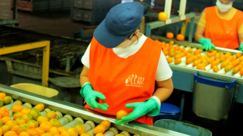 A través de una resolución, fortalecen la competitividad de productores citrícolas