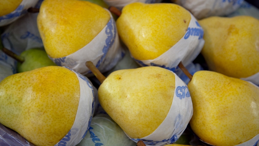 Las exportaciones de peras y manzanas a Rusia crecieron durante el primer trimestre del año