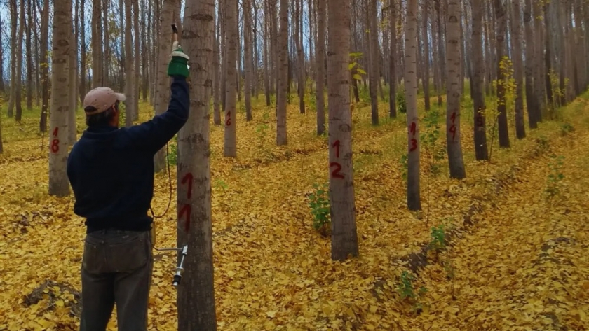 La madera de álamo en Patagonia es apta para la construcción, según un estudio del INTA