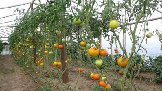 Producción en Goya: polo hortícola y logística regional