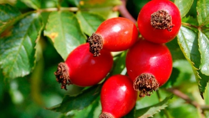 Harina de rosa mosqueta: una alternativa libre de gluten