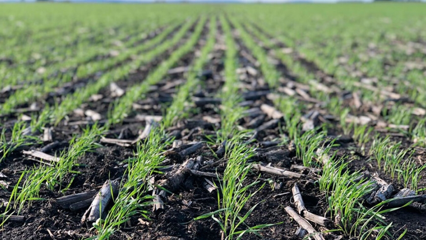 El trigo va por un nuevo récord en la zona núcleo y se sembrarán 1,8 millones de hectáreas