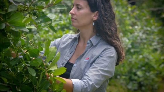 Derogan una normativa que restringía las plantaciones yerbateras por productores