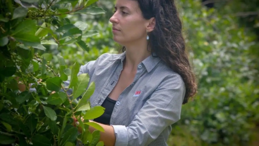 Derogan una normativa que restringía las plantaciones yerbateras por productores