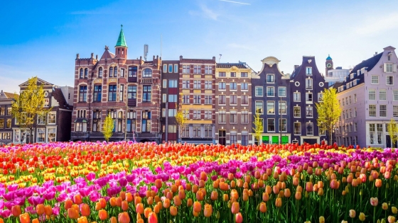 La prodigiosa industria de flores en Países Bajos