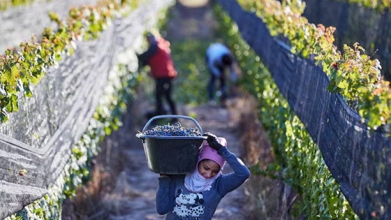 Crisis en la viticultura argentina: la superficie de viñedos alcanza su mínimo en 34 años