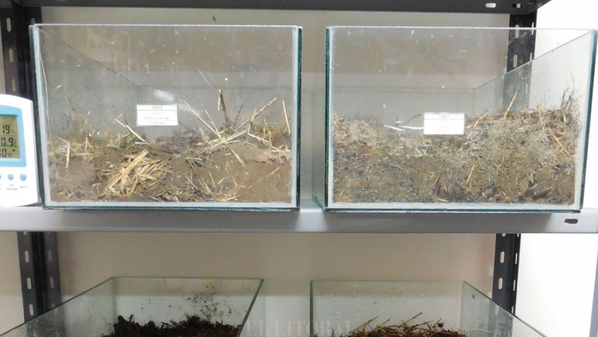 Ensayan el uso de camas biológicas para degradar agroquímicos