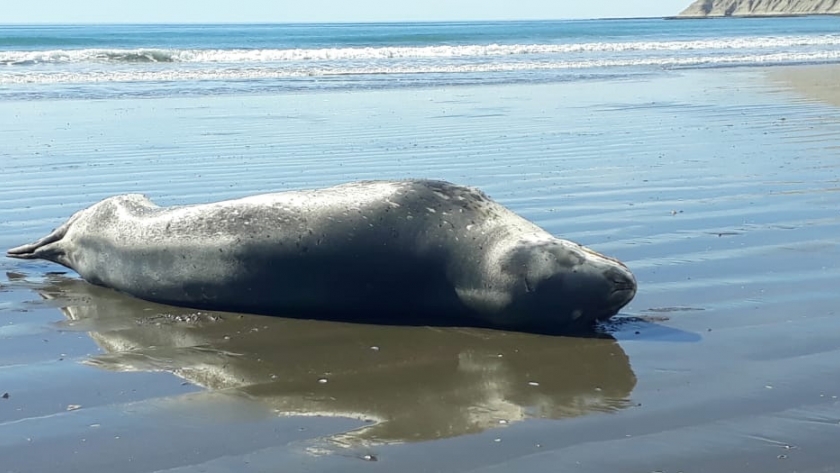 Se recomienda precaución ante la presencia de ejemplares de foca leopardo en las costas