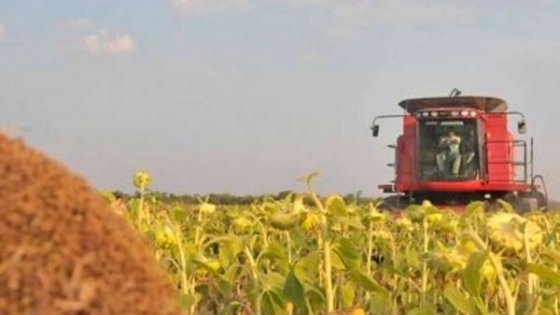 Casi termina la cosecha de girasol