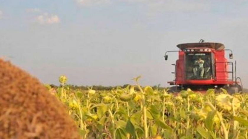 Casi termina la cosecha de girasol