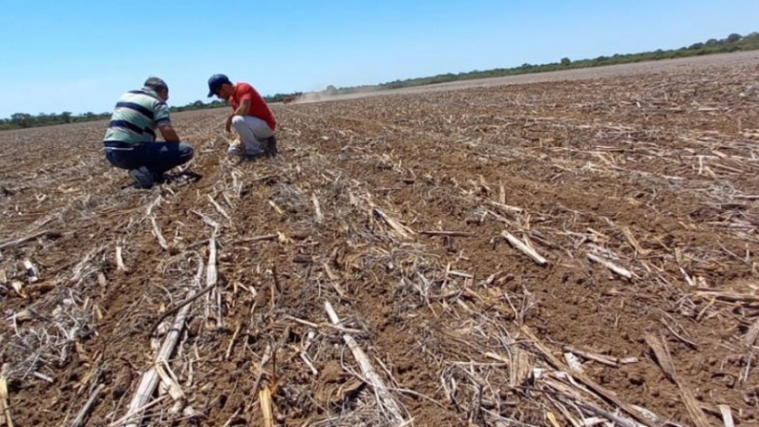 Producción relevó en Córdoba lotes del programa semilleros de algodón