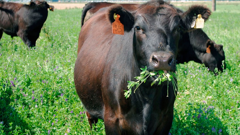 Con satélites, predicen cuánto alimento habrá para la producción animal