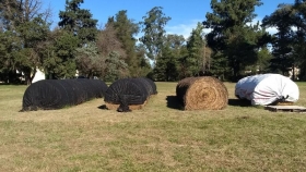 Rollos de alfalfa: evalúan los efectos de taparlos con mantas