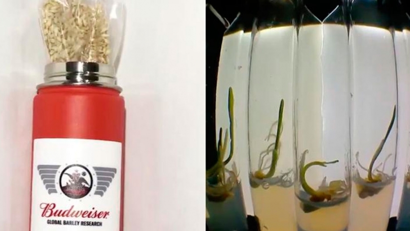 Producen cebada en el espacio; la envió Budweiser